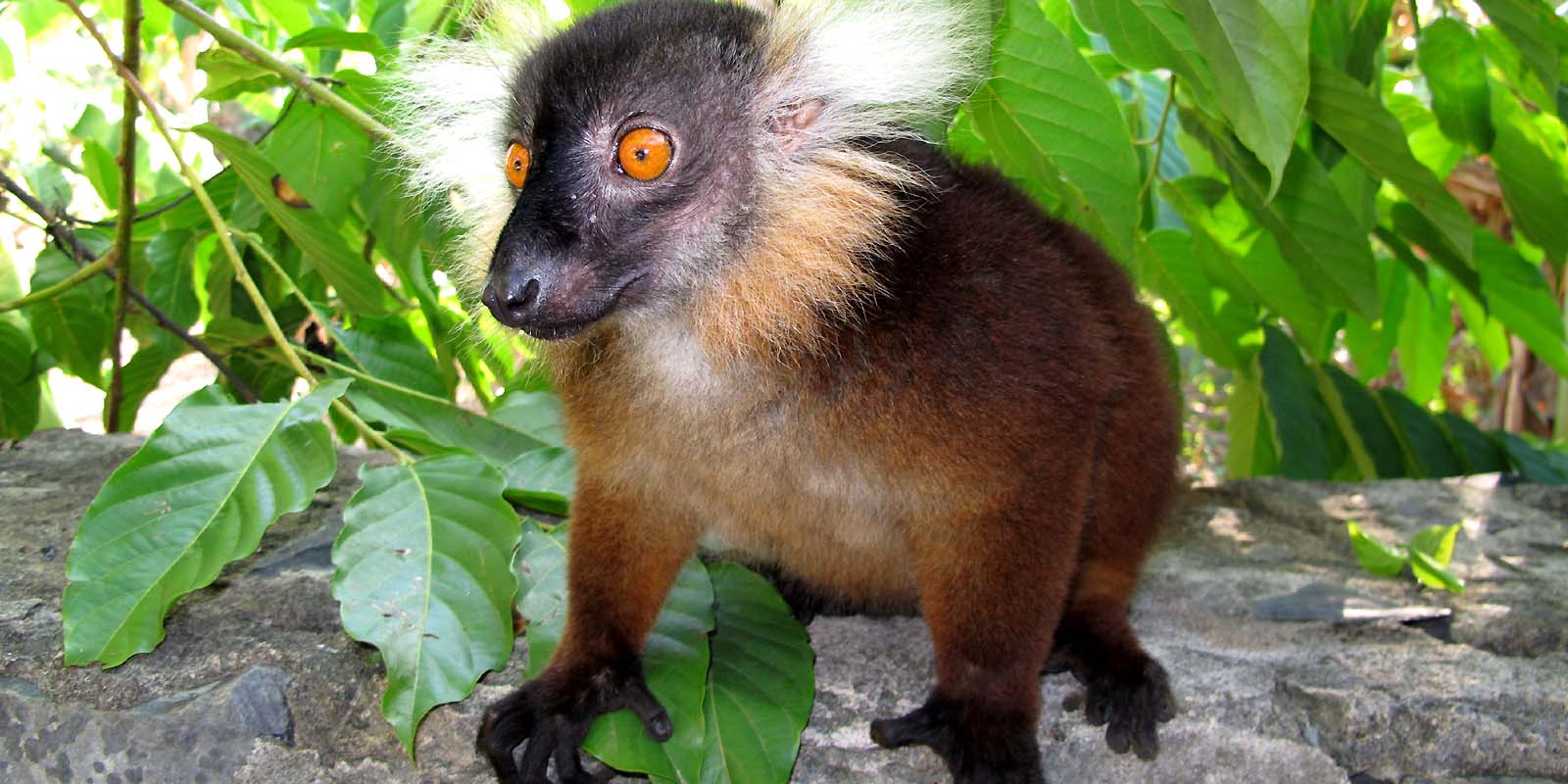 lemur excursions in Nosy Be madagascar